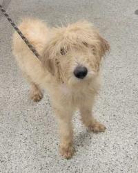 Shelter Stray Male Dog last seen Near Wayne Ave, 64110, 64110, MO, 7077 Elmwood Ave, Kansas City, MO 64132, USA