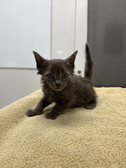 Shelter Stray Male Cat last seen Chelsea AveKansas City, MO 64124, 64124, MO, 7077 Elmwood Ave, Kansas City, MO 64132, USA