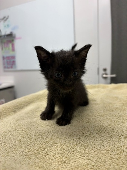 Shelter Stray Male Cat last seen Chelsea AveKansas City, MO 64124, 64124, MO, 7077 Elmwood Ave, Kansas City, MO 64132, USA