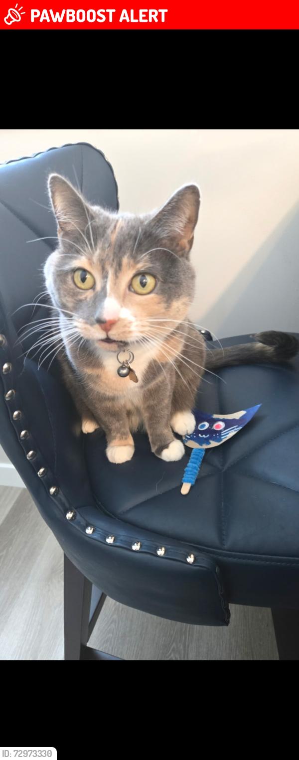 Lost Female Cat last seen Hearthstone community on stoneside road , Sherwood Park, AB T8H 3A1