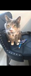 Lost Female Cat last seen Hearthstone community on stoneside road , Sherwood Park, AB T8H 3A1