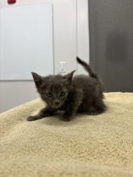 Shelter Stray Female Cat last seen Chelsea AveKansas City, MO 64124, 64124, MO, 7077 Elmwood Ave, Kansas City, MO 64132, USA