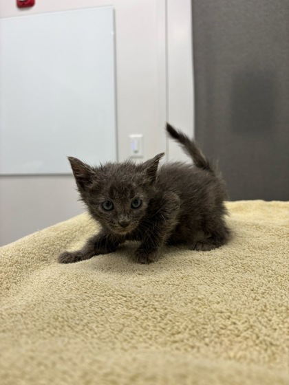 Shelter Stray Female Cat last seen Chelsea AveKansas City, MO 64124, 64124, MO, 7077 Elmwood Ave, Kansas City, MO 64132, USA