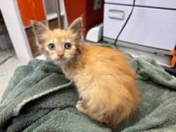 Shelter Stray Female Cat last seen Near McKinley Ave, 64129, 64129, MO, 7077 Elmwood Ave, Kansas City, MO 64132, USA