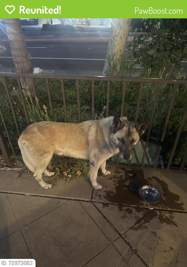 Reunited Male Dog last seen East Leland and Railroad , Pittsburg, CA 94565