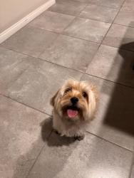 Reunited Female Dog last seen Aviary & Farm, North Las Vegas, NV 89131