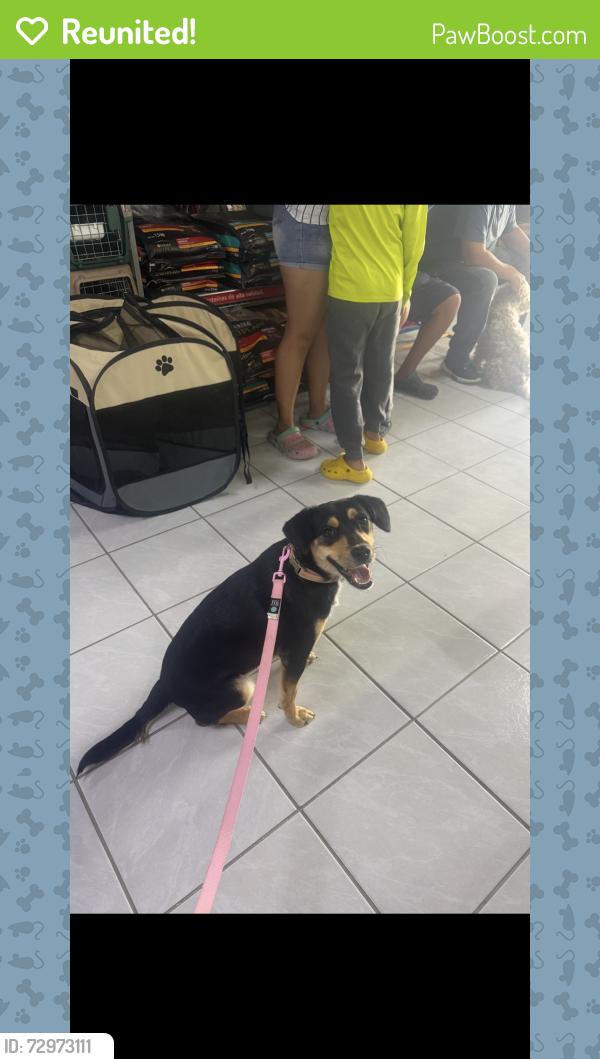 Reunited Female Dog last seen Chamoune Ave, San Diego, CA, USA, San Diego, CA 92105