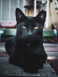 Lost Male Cat last seen Irwindale and San bernardino rd, Covina, CA 91722