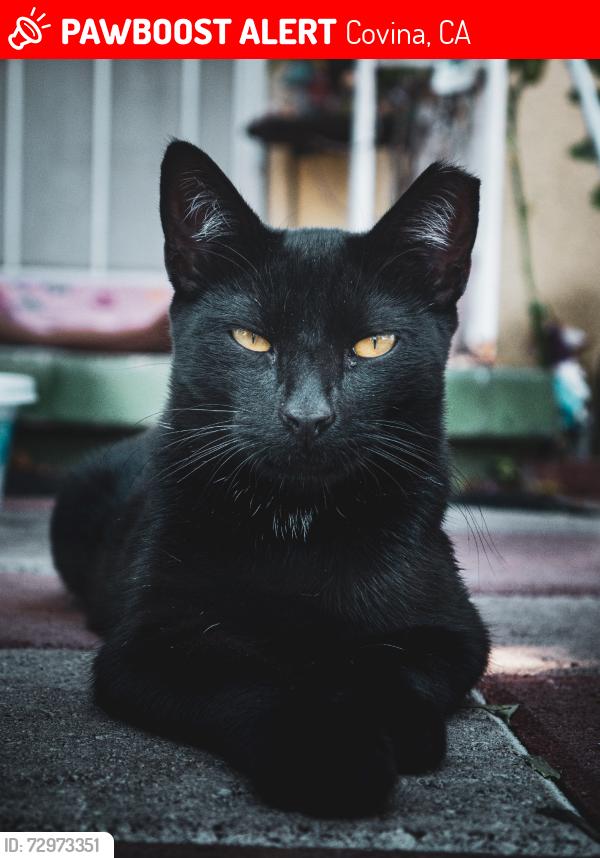Lost Male Cat last seen Irwindale and San bernardino rd, Covina, CA 91722
