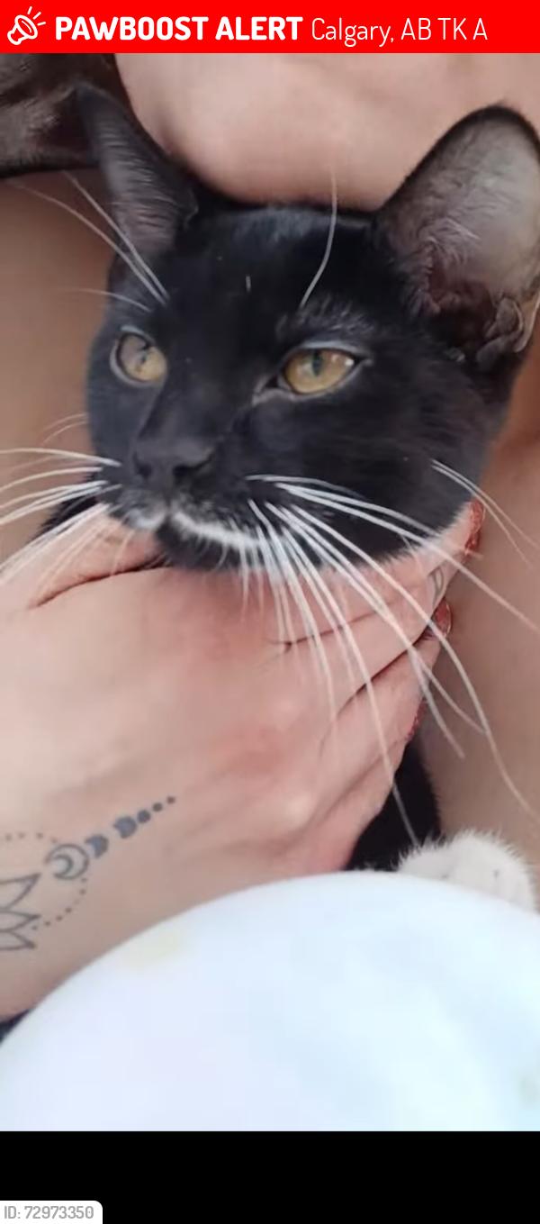 Lost Female Cat last seen Safeway parkinglot, Calgary, AB T3K 2A8