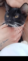 Lost Female Cat last seen Safeway parkinglot, Calgary, AB T3K 2A8
