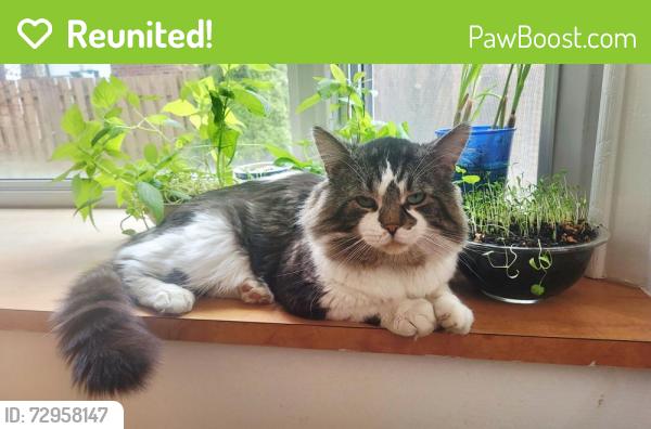 Reunited Male Cat last seen Avenue du Pacifique , Laval, QC H7N 3X9