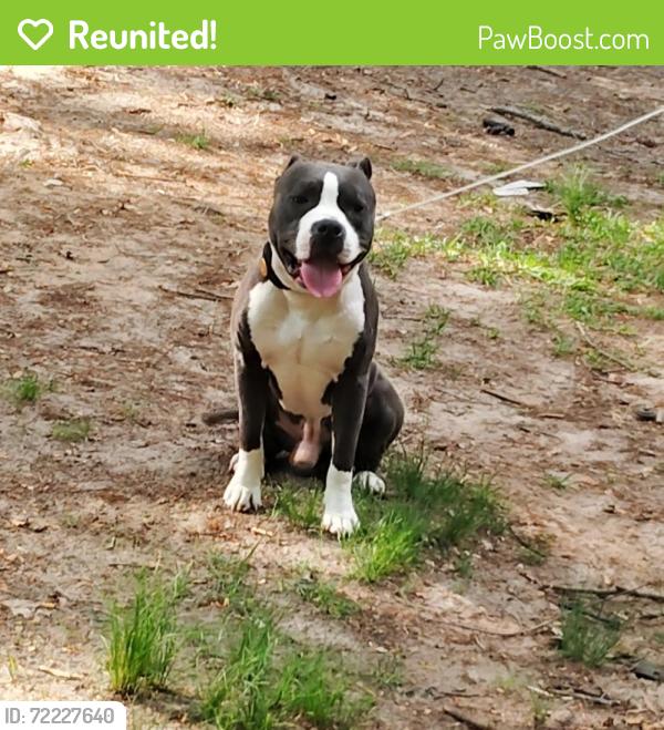 Reunited Male Dog last seen Scruggs Street West Gastonia , Gastonia, NC 28052