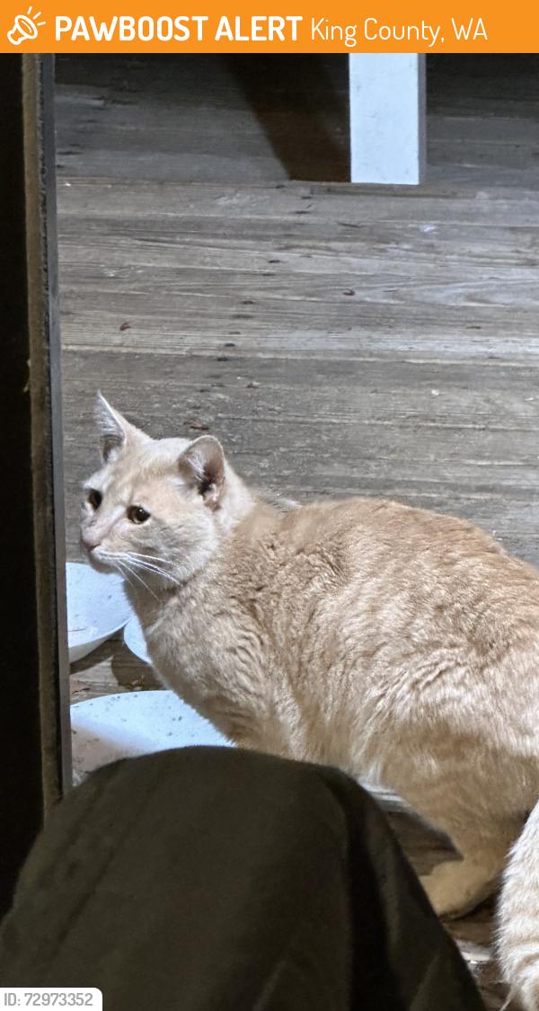 Found/Stray Male Cat last seen 256th ST SE & 120th PL SE, King County, WA 98035