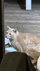 Found/Stray Male Cat last seen 256th ST SE & 120th PL SE, King County, WA 98035