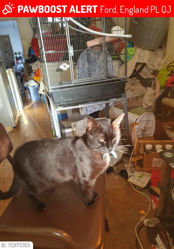 Lost Male Cat last seen Ford,plymouth, Ford, England PL2 1QJ