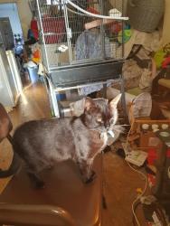 Lost Male Cat last seen Ford,plymouth, Ford, England PL2 1QJ