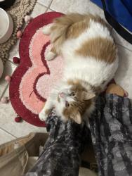 Reunited Male Cat last seen Portland Avenue, Interlachen, Burnsville, MN 55306