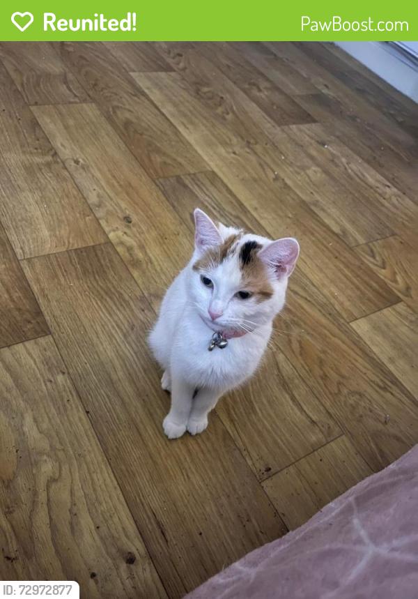 Reunited Female Cat last seen Alcott lane , West Midlands, England B37