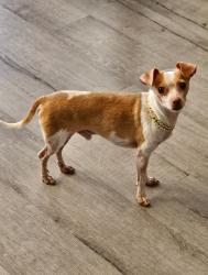 Reunited Male Dog last seen Eucalyptus , Victorville, CA 92392