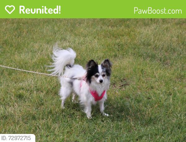 Reunited Female Dog last seen Cross Creek Cr, arlington tx 76017, Arlington, TX 76017