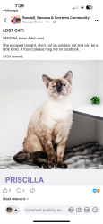 Lost Female Cat last seen Aldrin avenue, Benowa, QLD 4217