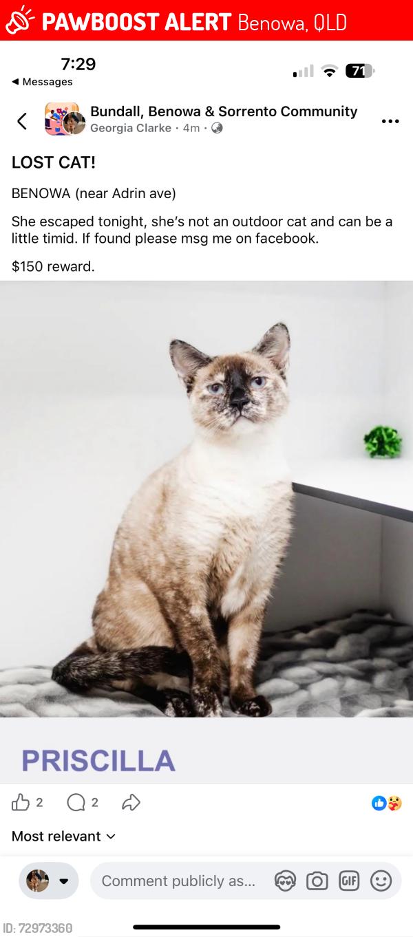 Lost Female Cat last seen Aldrin avenue, Benowa, QLD 4217