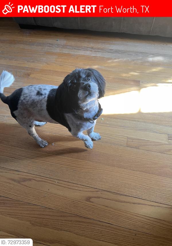 Lost Female Dog last seen Near NW 20th St near St. Demetrios Greek Orthodox Church, Fort Worth, TX 76164