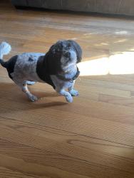 Lost Female Dog last seen Near NW 20th St near St. Demetrios Greek Orthodox Church, Fort Worth, TX 76164