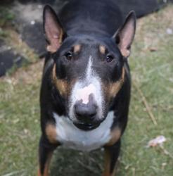 Shelter Stray Male Dog last seen Crystal River, FL , Inverness, FL 34450