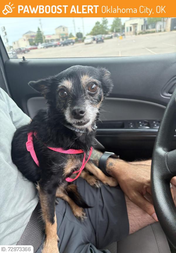 Found/Stray Female Dog last seen  On May between Aldi and Target, Oklahoma City, OK 73112