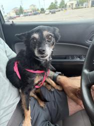 Found/Stray Female Dog last seen  On May between Aldi and Target, Oklahoma City, OK 73112