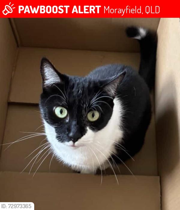 Lost Female Cat last seen between lindsey road and oakley flt , Morayfield, QLD 4506