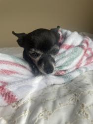 Lost Female Dog last seen Charles ens Dr, Pflugerville, TX 78660