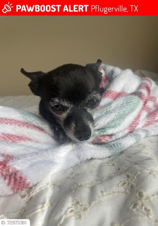 Lost Female Dog last seen Charles ens Dr, Pflugerville, TX 78660