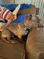 Reunited Male Dog last seen 2nd, Lake Park, FL 33403