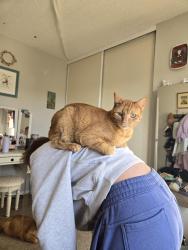 Reunited Male Cat last seen Near S Wright Ct, Morrison, CO 80465, USA, Morrison, CO 80465