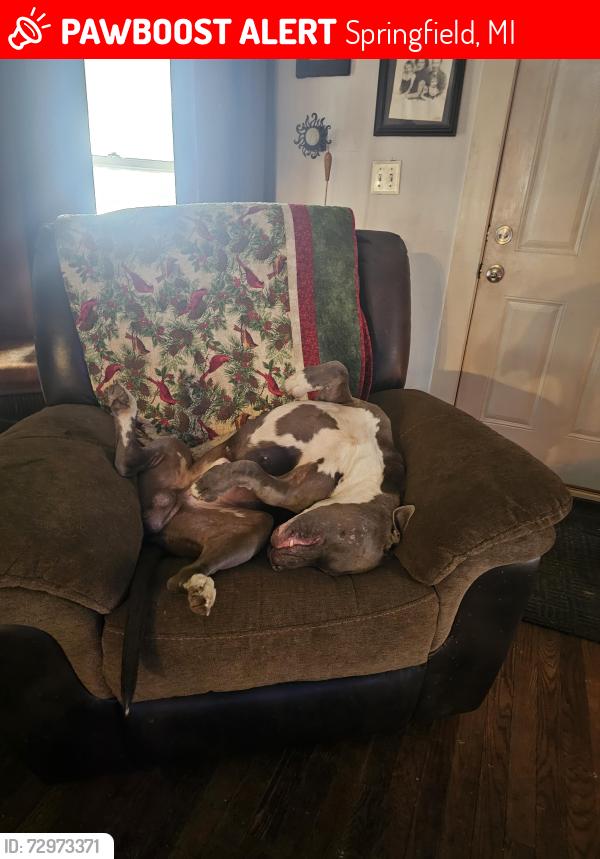 Deceased Male Dog last seen Lafayette Ave and 20th st, Springfield, MI 49037