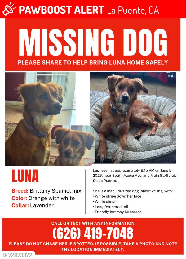 Lost Female Dog last seen Main st, La Puente, CA 91744