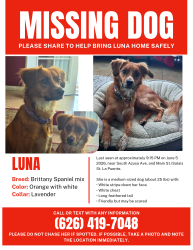 Lost Female Dog last seen Main st, La Puente, CA 91744