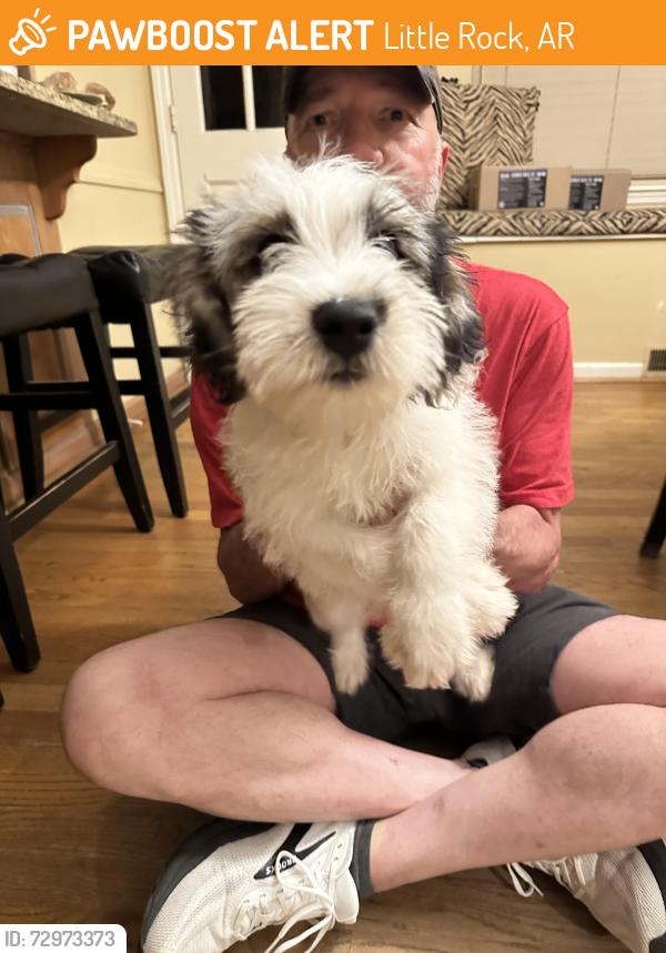 Found/Stray Male Dog last seen Fairview and South Lookout, Little Rock, AR 72205