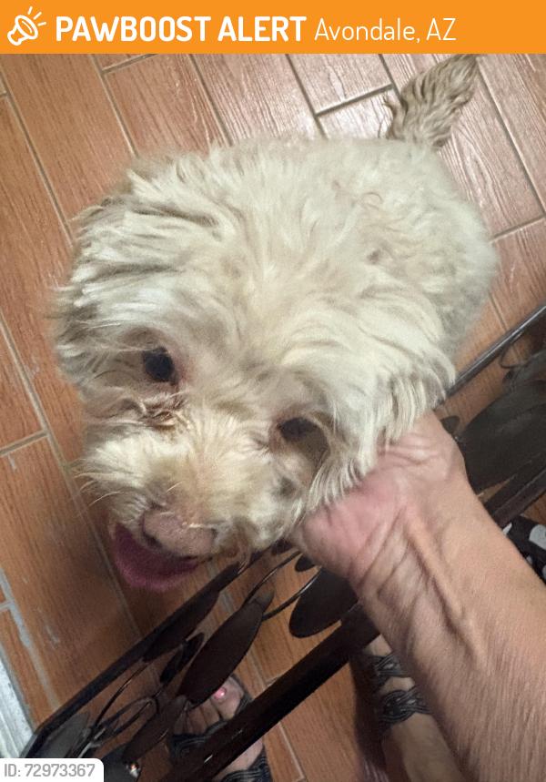 Found/Stray Female Dog last seen Garden lakes carnation ln, Avondale, AZ 85392