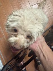 Found/Stray Female Dog last seen Garden lakes carnation ln, Avondale, AZ 85392