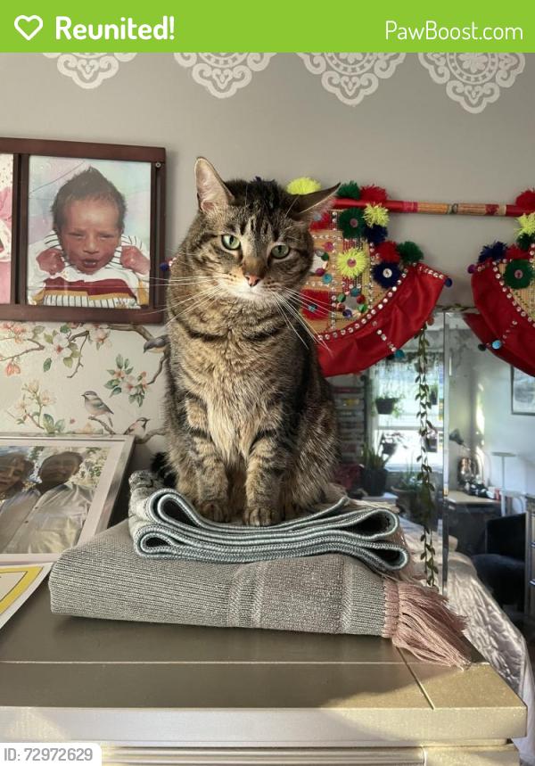 Reunited Male Cat last seen Carl Thomas, Main Street, Thompson, Fernwood, Inglwood, Hardwood, Jetwood, Elmwood, North Andover, MA 01845