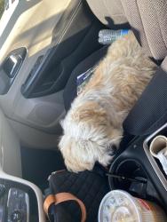 Reunited Male Dog last seen Mckee and Jackson, San Jose, CA 95133