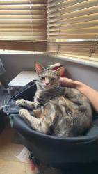 Reunited Female Cat last seen Villiers road BR34NR, Greater London, England BR3 4NR