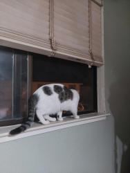 Reunited Female Cat last seen Center for Spiritual Living Livermore Valley, Livermore, CA 94551