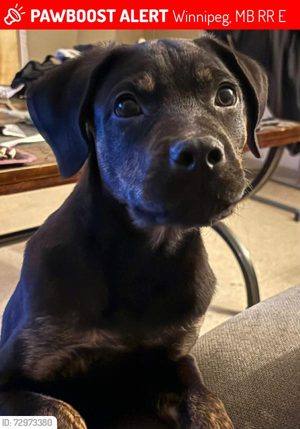 Lost Male Dog last seen Inkster garden drive , Winnipeg, MB R2R 2E8
