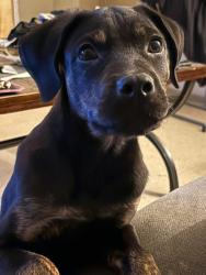 Lost Male Dog last seen Inkster garden drive , Winnipeg, MB R2R 2E8