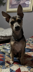 Lost Male Dog last seen Near Interstate, Calhoun, GA 30701